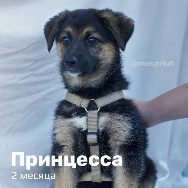 Щенки из приюта мечтают обрести своих хозяев. Давайте быстрее найдём им дом 🙏 | Приют для бездомных животных (собак), Москва, МО