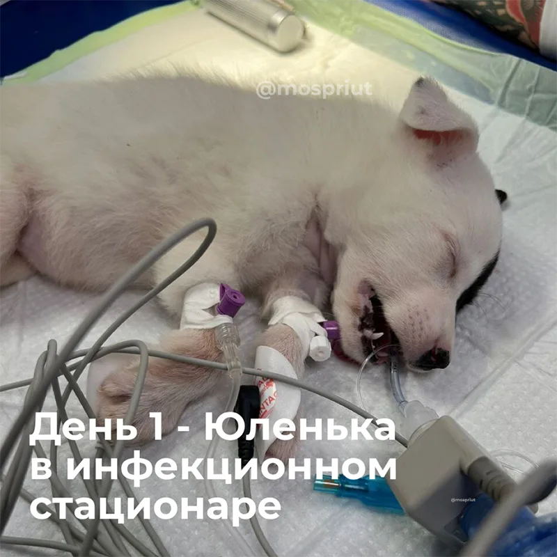 Щенку Юленьке из нашего приюта, которую подбросили в коробке нужна помощь в оплате стационара | Приют для бездомных животных (собак), Москва, МО