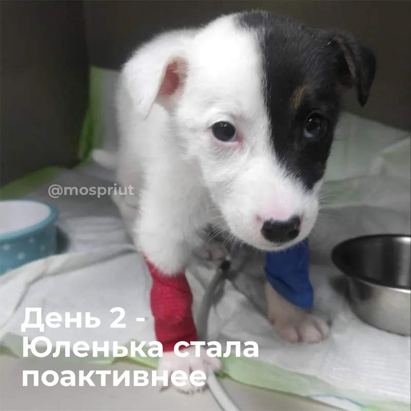 Щенку Юленьке из нашего приюта, которую подбросили в коробке нужна помощь в оплате стационара | Приют для бездомных животных (собак), Москва, МО