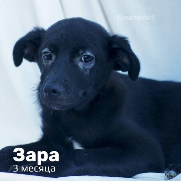 Щенки из приюта мечтают обрести своих хозяев. Давайте быстрее найдём им дом 🙏 | Приют для бездомных животных (собак), Москва, МО