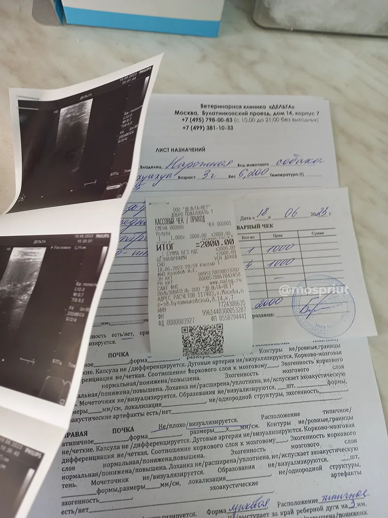 Помогите нам вылечить маленькую собачку Лею 🙏 | Приют для бездомных животных (собак), Москва, МО