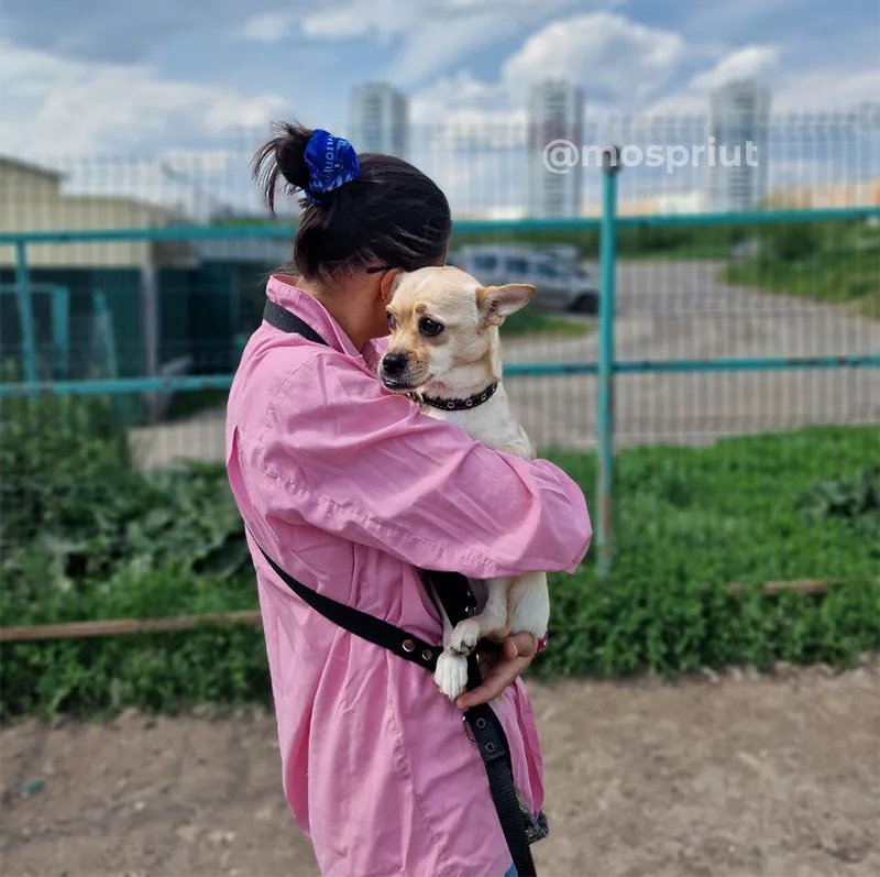 Помогите нам вылечить маленькую собачку Лею 🙏 | Приют Щербинка