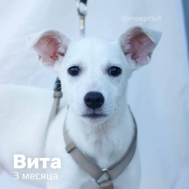 Щенки из приюта мечтают обрести своих хозяев. Давайте быстрее найдём им дом 🙏 | Приют для бездомных животных (собак), Москва, МО