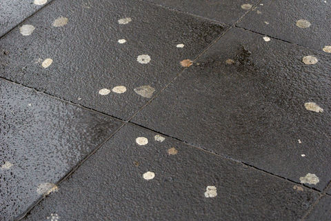 Close-up of Chewing Gum on the Street. View of Chewing gums on wet asphalt. Street full of