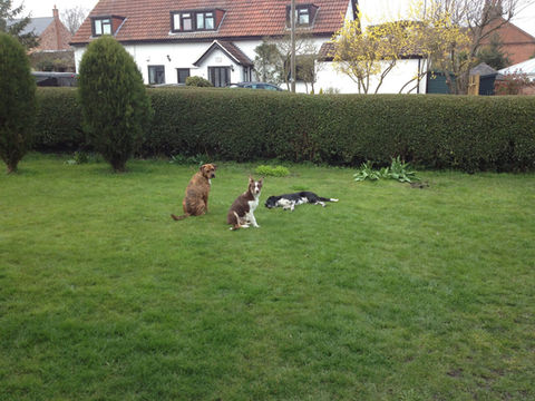 happy dog training (6).jpg