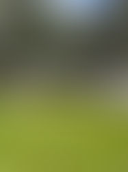 Seminole Heights Beauty!✨- 1904 E. Robson St, Tampa, Fl