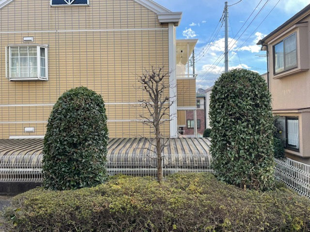 練馬区豊玉中 マンション植栽管理