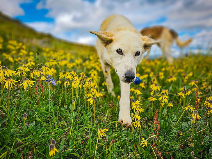 nelly and flowers.jpeg