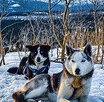 Beloved Lead dogs