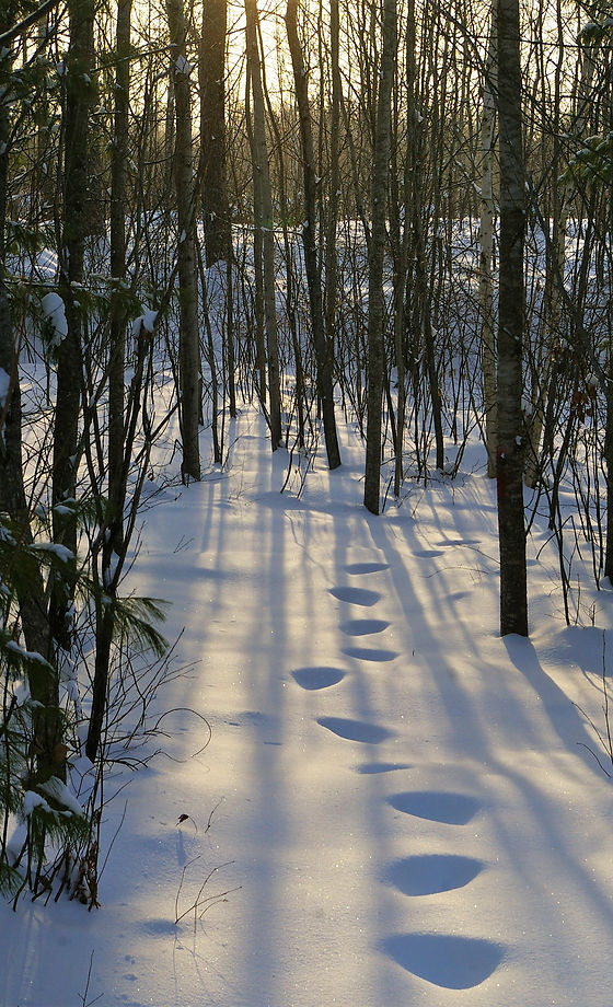 IMGP6386.jpg