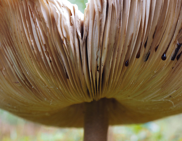 Fungi