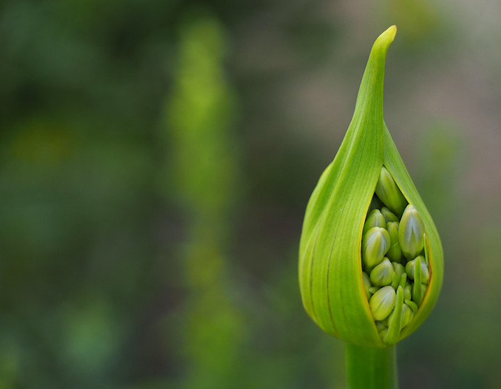 Agapanthus bud