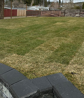 lawn turf sod prepared lawn automatic lawn irrigated lawn