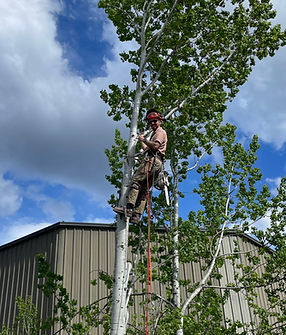 tree removal climbing a tree to remove branches