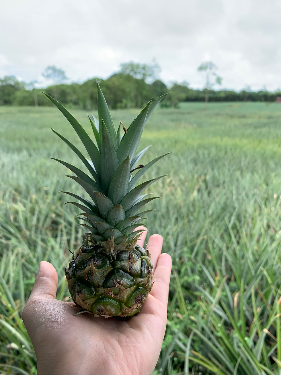 #Happy Pineapple Day