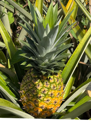 #Wie aus der Ananas eine Frucht wird!