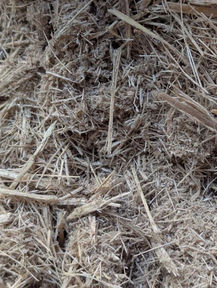 #Bagasse