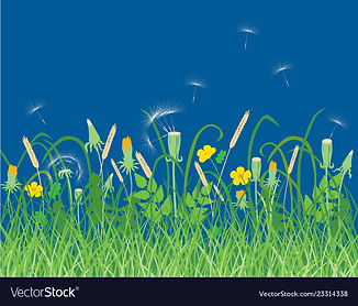 wildflowers-on-a-summer-meadow-vector-23