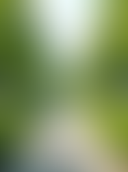 Unlocking the Potential of Sustainable Engineering in BC: A Path to Green Infrastructure Planning