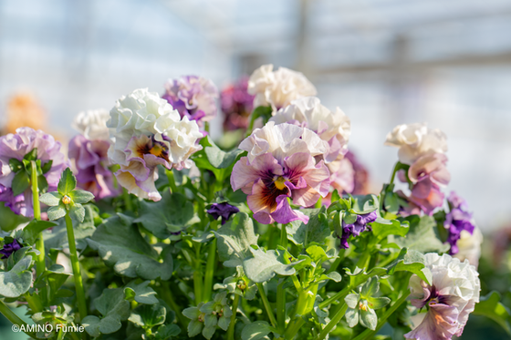 Original pansy Clair de Lune