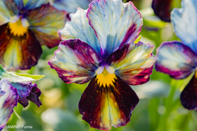Nouvelle Vague | Sato Nursery