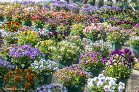 Nouvelle Vague | Sato Nursery