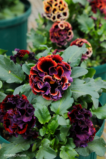 サトウ園芸　オリジナルパンジー　dracula ドラキュラ