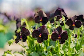 Nouvelle Vague | Sato Nursery