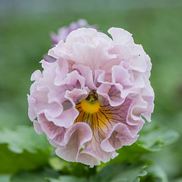 Robe de antoinette(Ellegancemix)