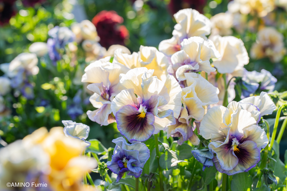 Original pansy Clair de Lune