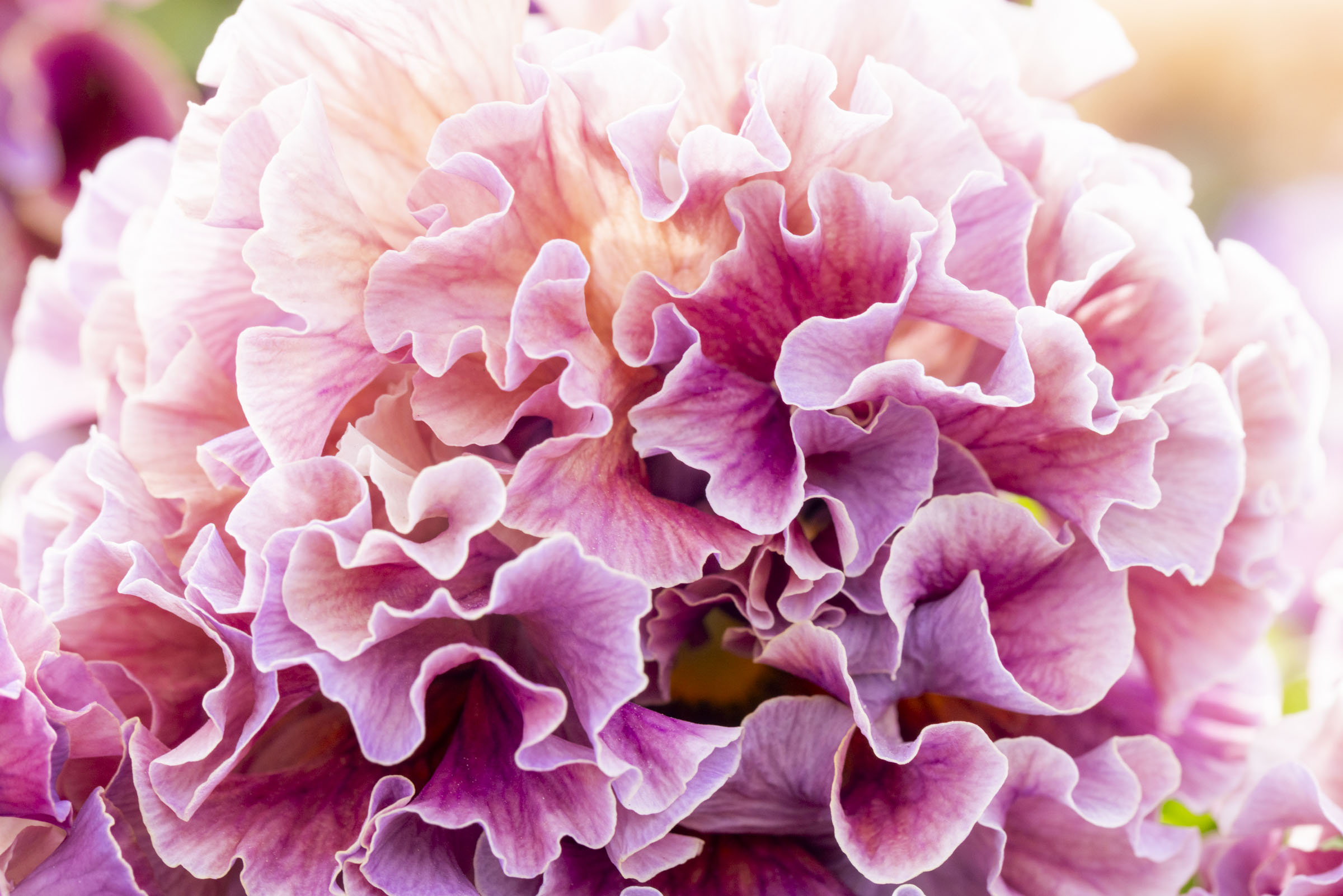 Pansy | Sato Nursery
