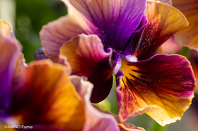 Nouvelle Vague | Sato Nursery