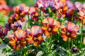 Nouvelle Vague | Sato Nursery
