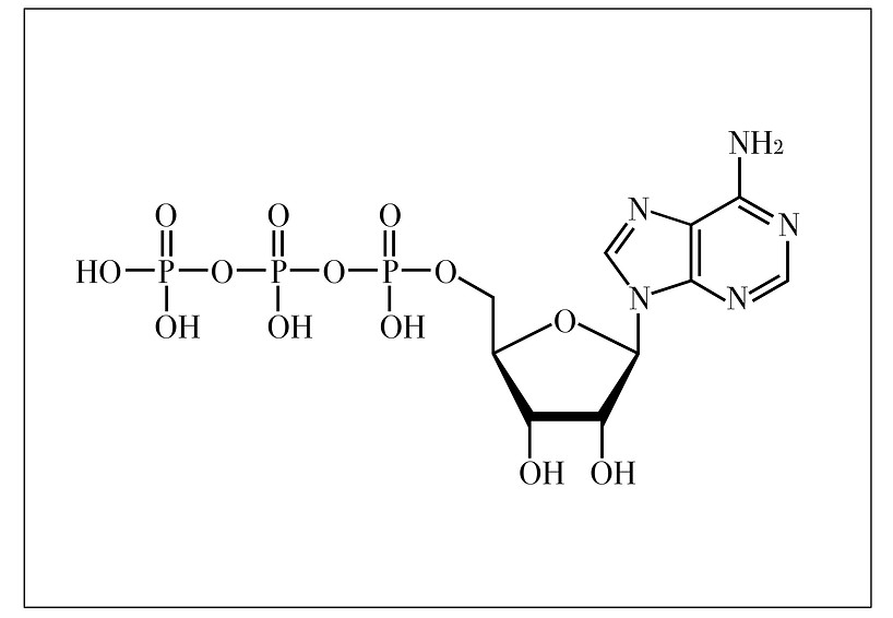 PVIII Cellular Currency (ATP).jpg