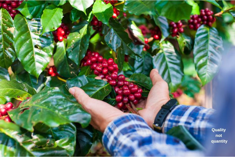chất lượng cà phê