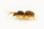 Lasius flavus queen