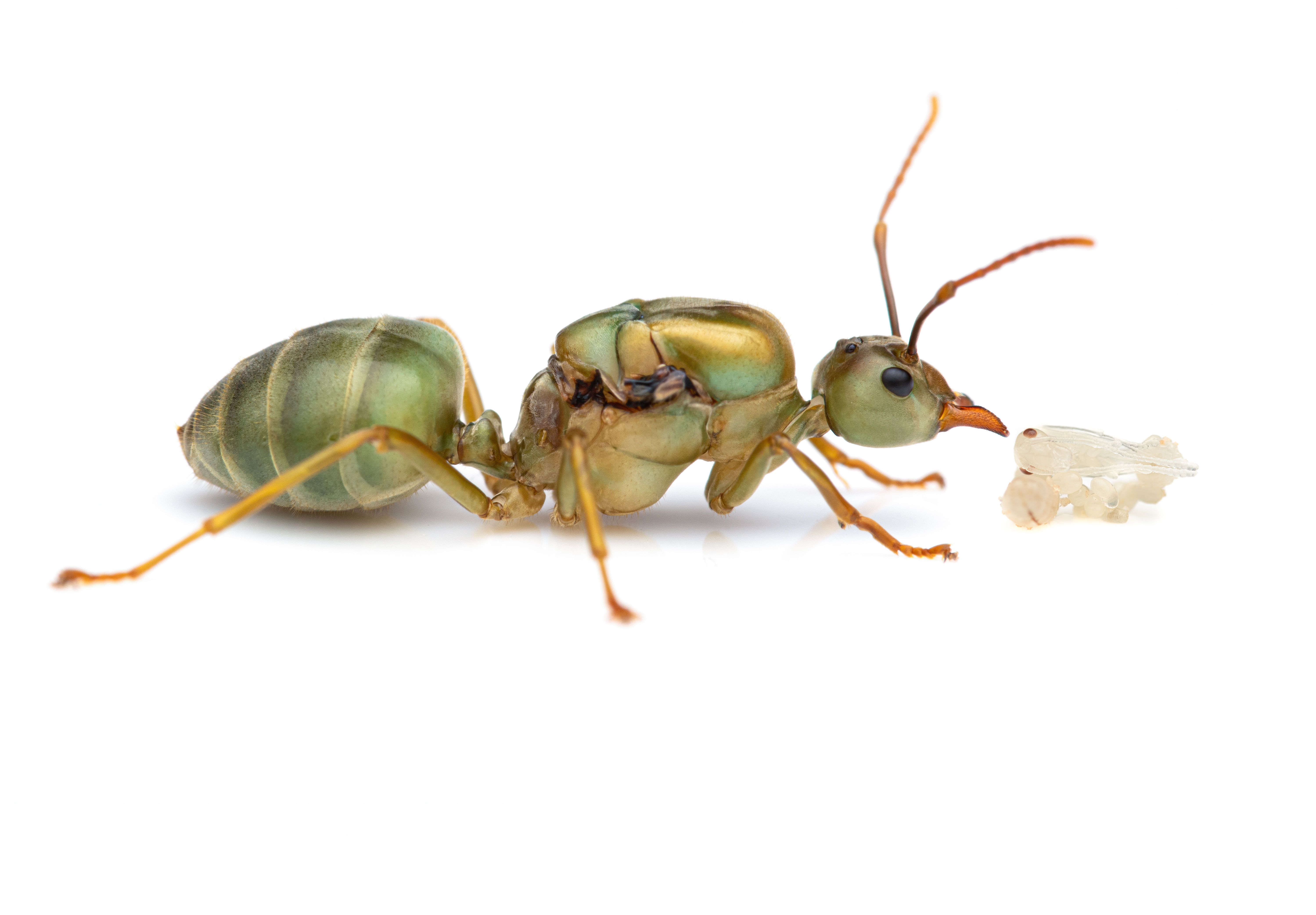 Oecophylla smaragdina (Green Australian Weaver Ant)