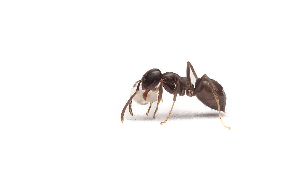 Thumbnail: Lasius alienus worker