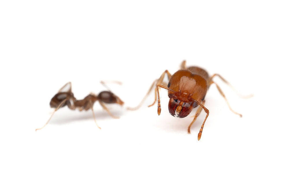 Thumbnail: Pheidole megacephala workers