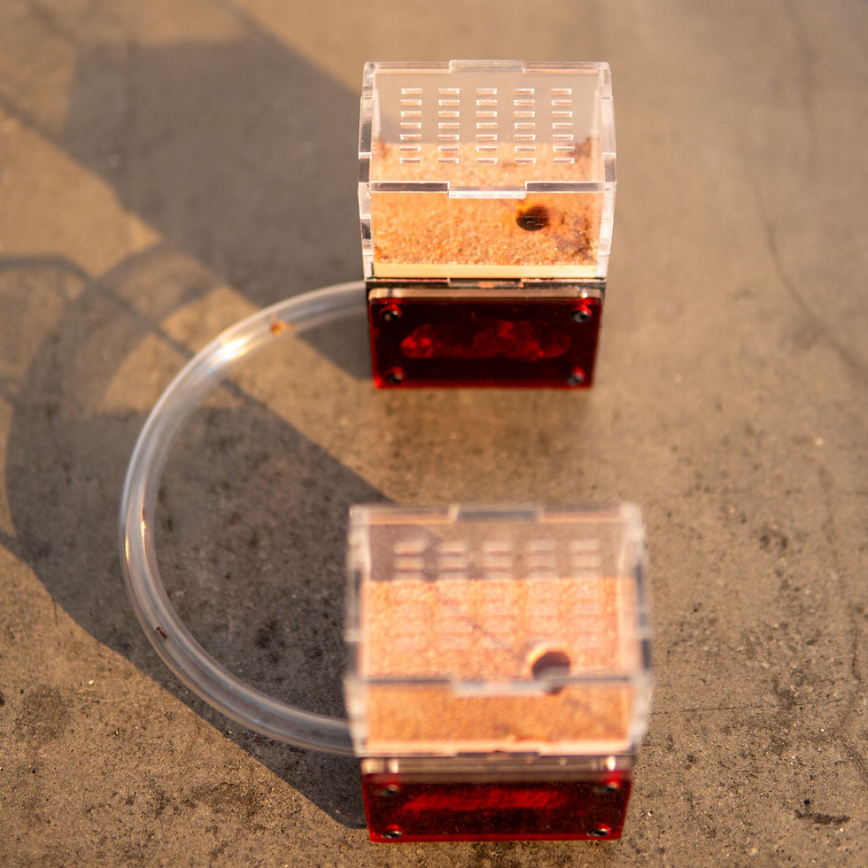 Thumbnail: Myrmeco nano Ant Nest Starter Kit