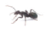 Cataglyphis Hispanic queen ant
