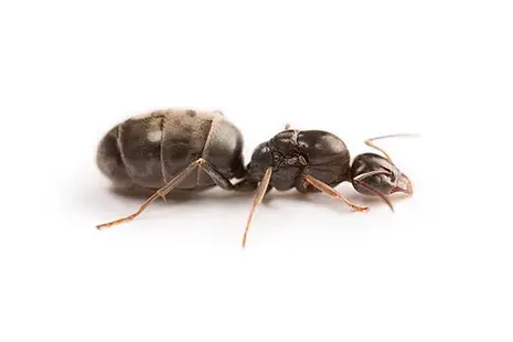 Iridomyrmex bicknelli (Trail Ant)