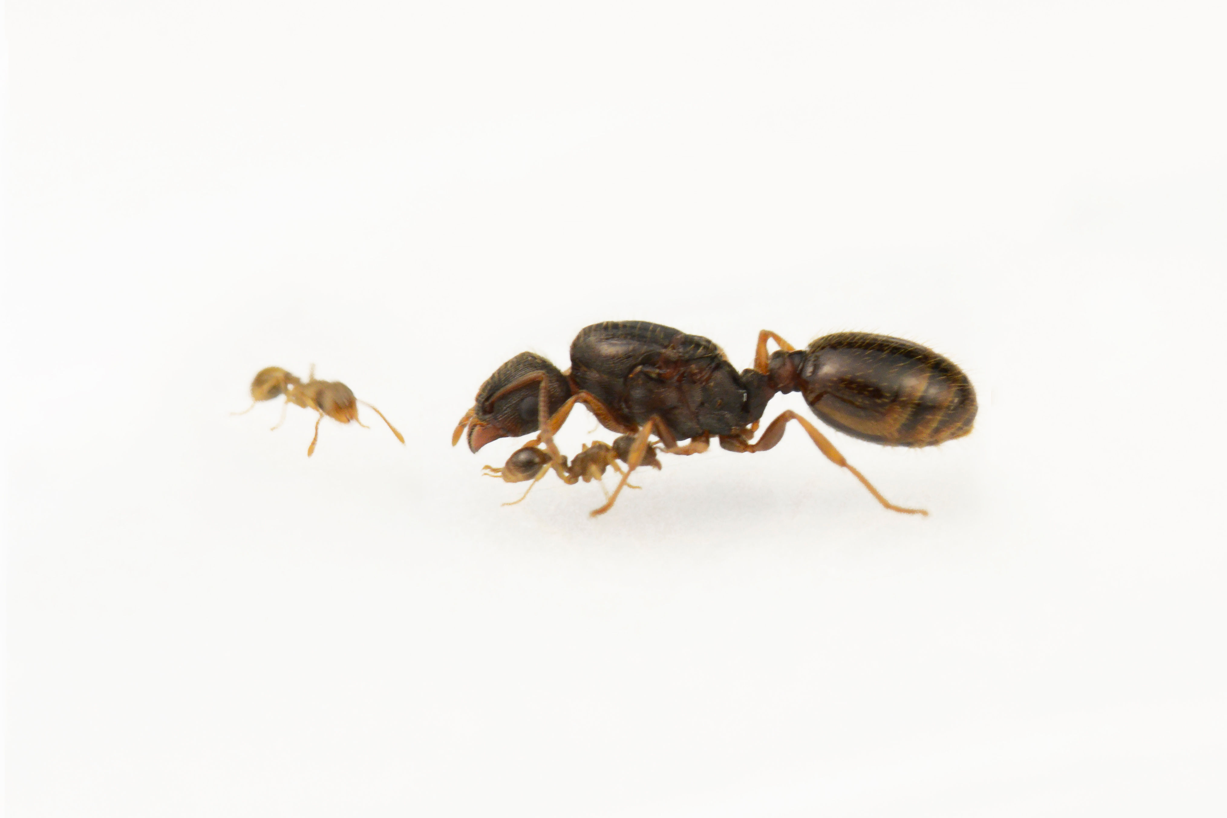 Tetramorium caespitum