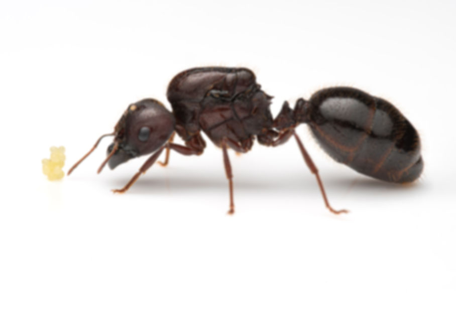 Carebara diversa (Asian Marauder Ant)
