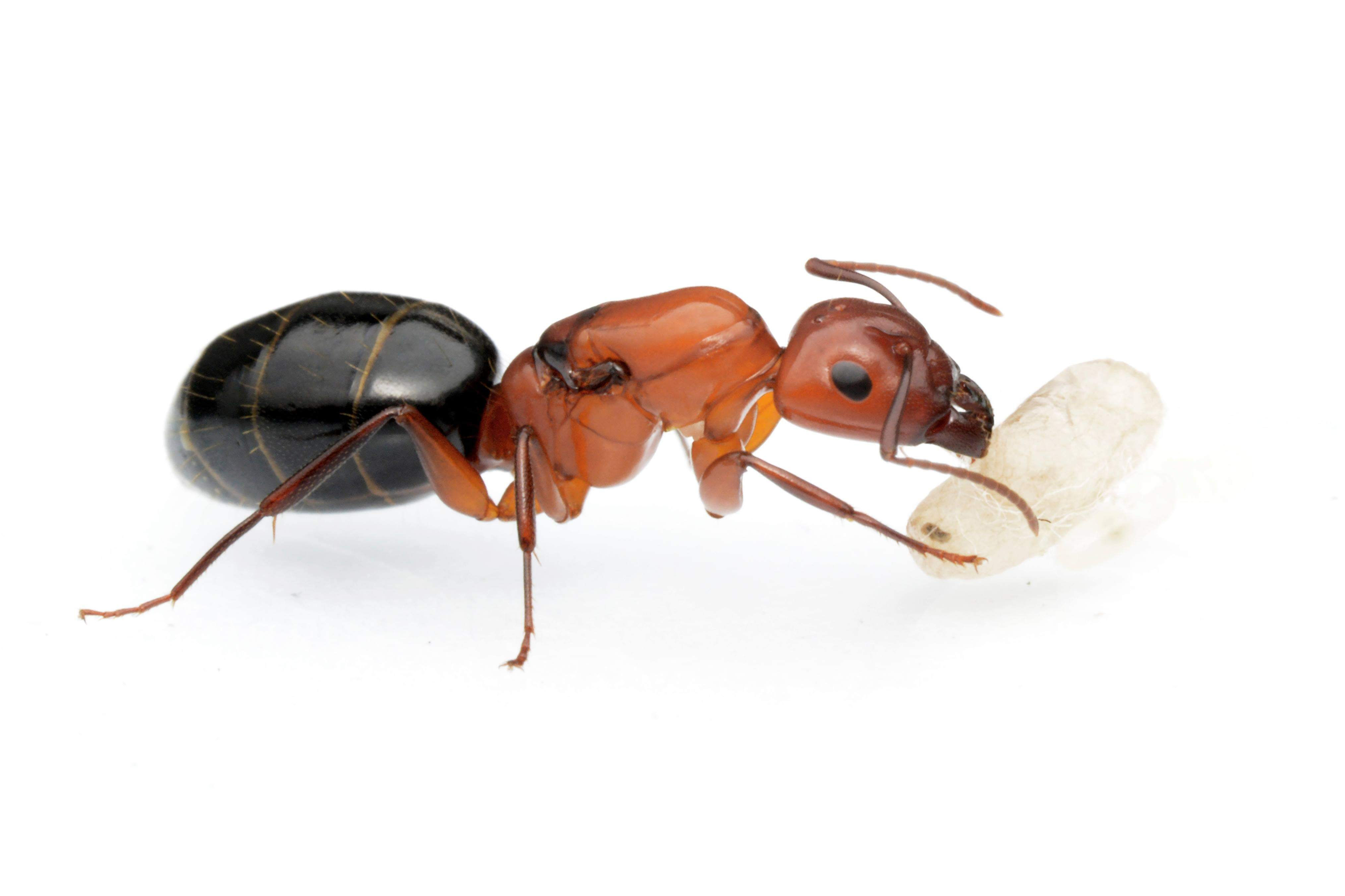 Camponotus sayi (Bicoloured Carpenter Ant)