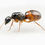 Thumbnail: Camponotus americanus