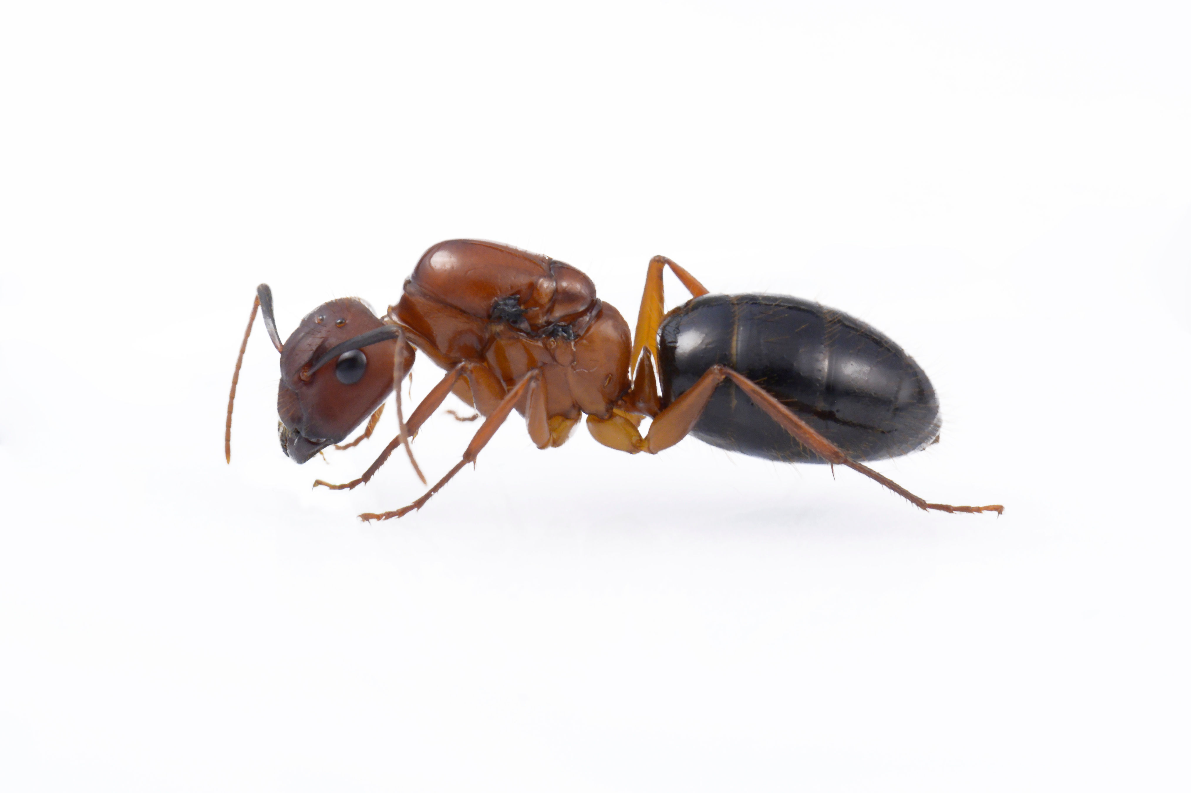 Camponotus floridanus