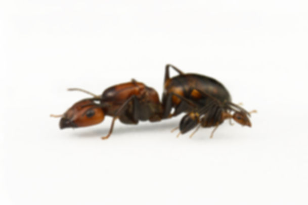 Camponotus nicobarensis queen ant