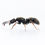 Thumbnail: Ectomomyrmex leeuwenhoeki