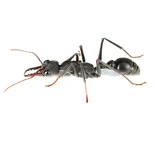 myrmecia pyriformis
